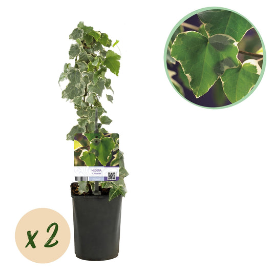 Kletterpflanze Hedera helix 'Glacier' – 2 Pflanzen – Immergrün – Blatt bunt – 11 cm – Höhe 40 cm – Efeu für Innen & Außen – Hängeampeln & Bodendecker