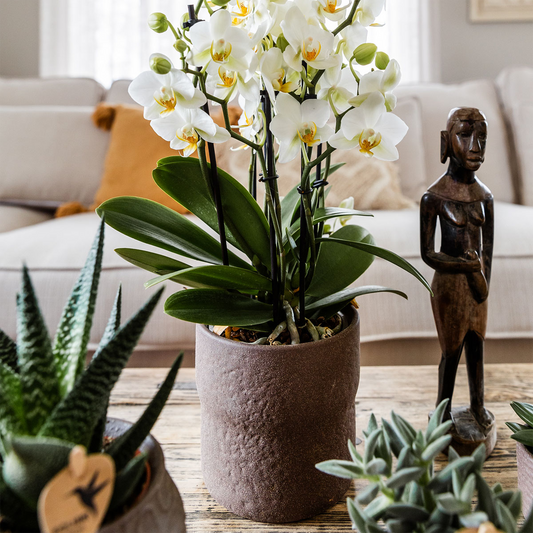 Rustic Zierpflanztopf Brown – Ø12cm – Blumentopf in warmem Braun – Organische Form im Slow Living Stil – Minimalistisches Design für Innenräume