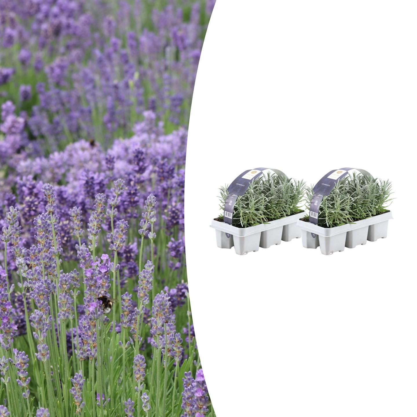 Lavandula angustifolia – Echter Lavendel – Ø7cm – ↕15cm – 12 Pflanzen – Duftende & Mediterrane Pflanzen – Für Garten, Balkon & Terrasse