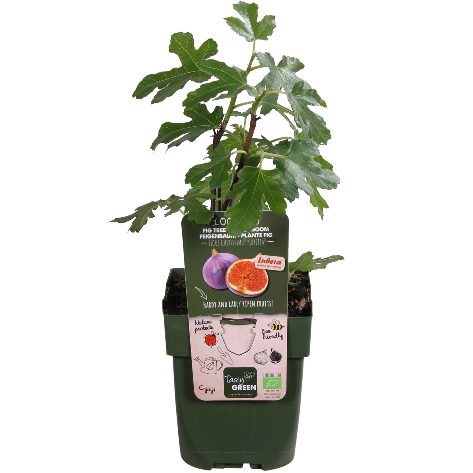 Echte Feige - Ficus Gustissimo Perretta – Ø13cm – ↨45cm – Elegante Pflanze mit dunkelgrünem Laub