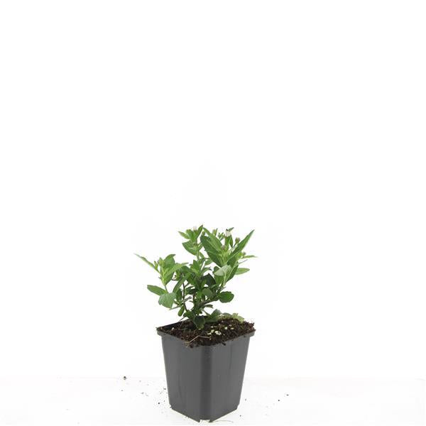 Aster ageratoides 'Stardust' – 48 Pflanzen – ↕10-25cm – Ø9cm – Herbstblüher – Weiß mit gelbem Zentrum – Bienen- & Schmetterlingsfreundlich – Pflegeleicht – Sonne bis Halbschatten