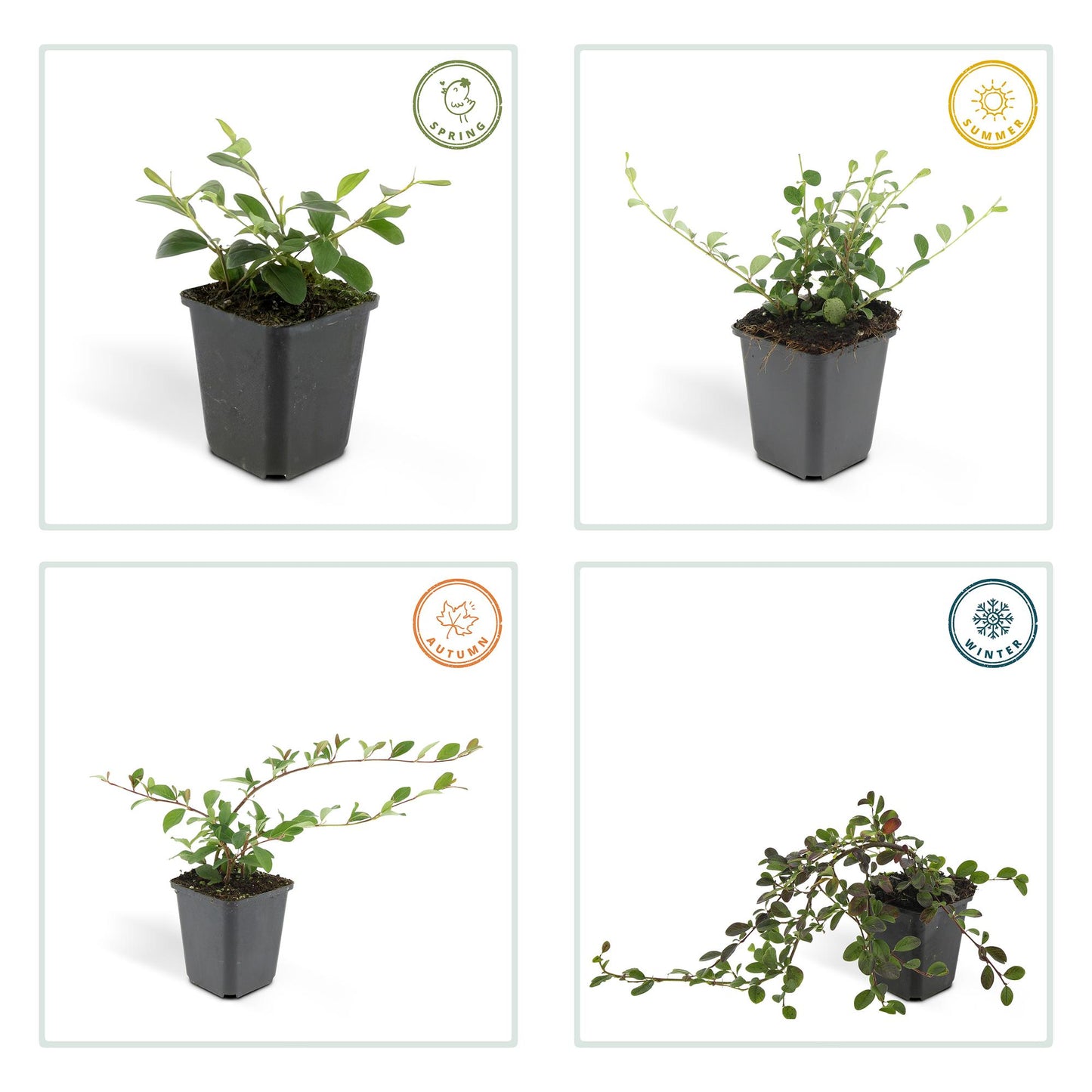 Cotoneaster dammeri 'Major' – Winterharter Bodendecker – 24 Pflanzen – ↕25cm – Ø9cm – Flachwachsend & pflegeleicht