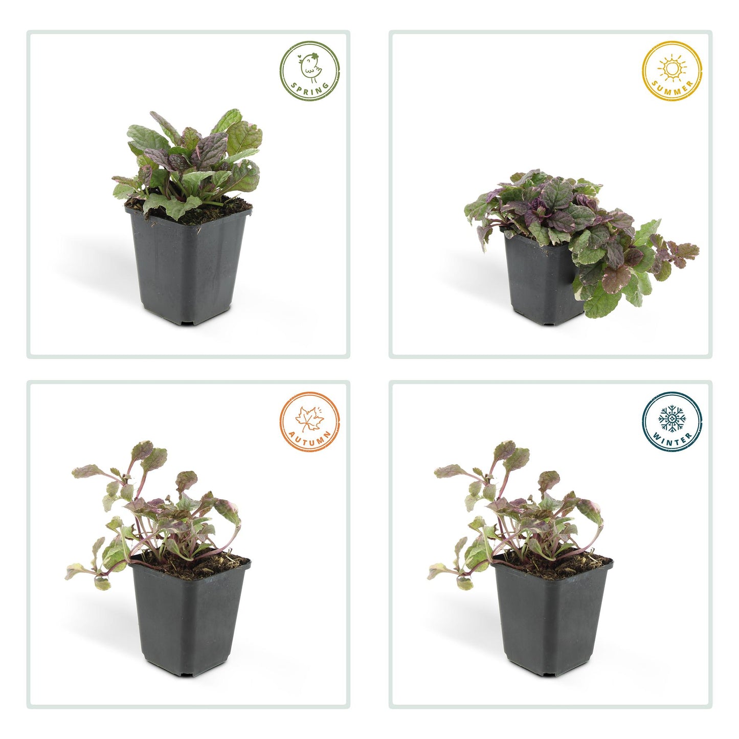 Ajuga reptans 'Burgundy Glow' – 48 Pflanzen – ↕10-25cm – Ø9cm – Bodendecker – Mehrfarbiges Laub – Winterhart & Pflegeleicht – Bienenfreundlich