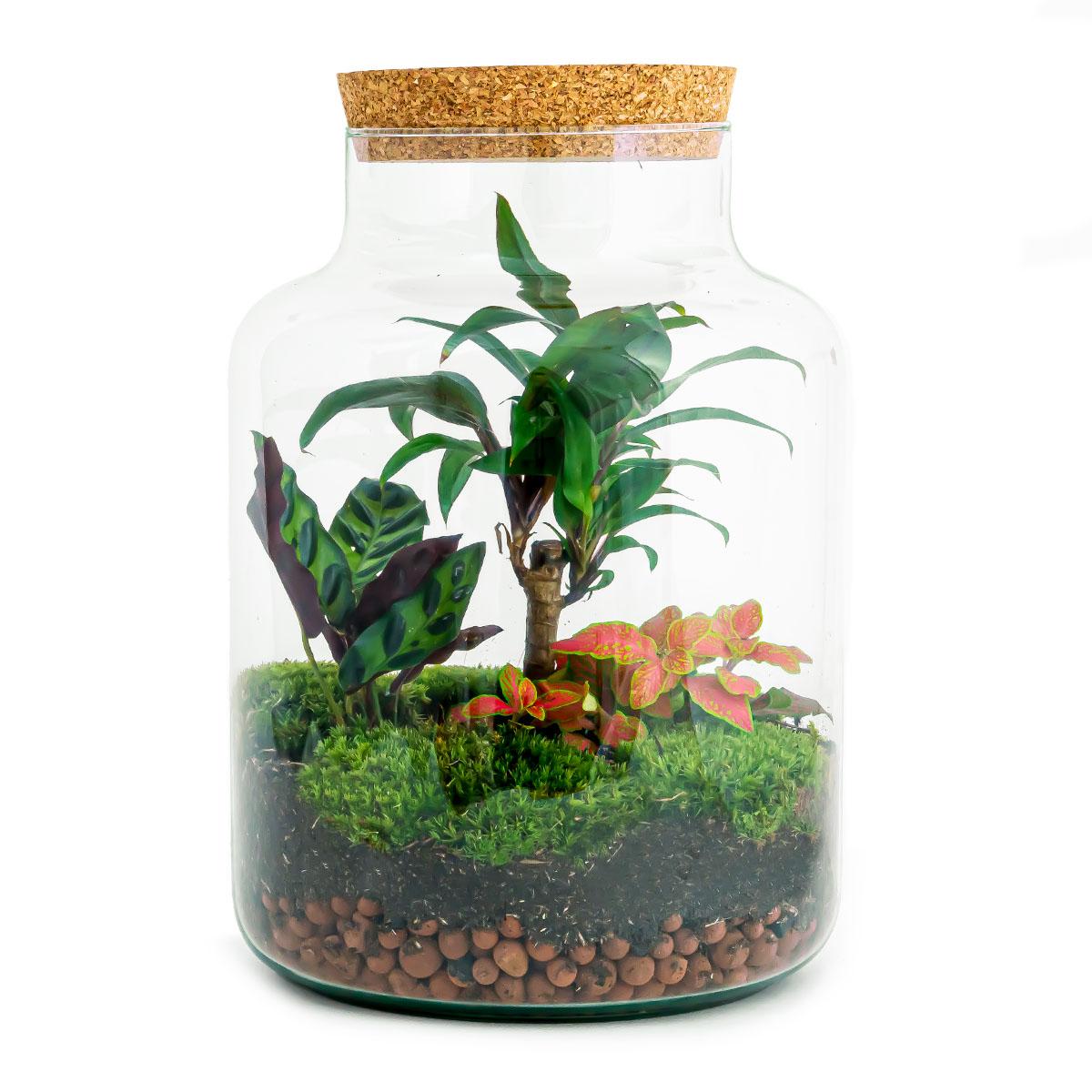 Flaschengarten DIY Bausatz – Terrarium Milky Palme – Ø21cm x 30cm – Selbstbewässerndes Mini-Ökosystem – Inklusive Anleitung – Perfekt für Zuhause & Büro