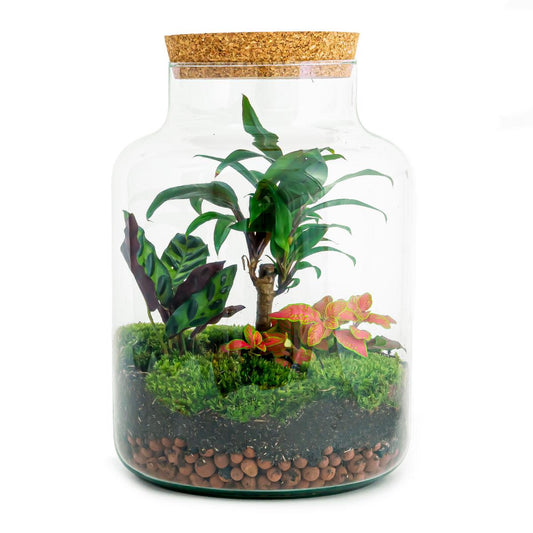 Flaschengarten DIY Bausatz – Terrarium Milky Palme – Ø21cm x 30cm – Selbstbewässerndes Mini-Ökosystem – Inklusive Anleitung – Perfekt für Zuhause & Büro