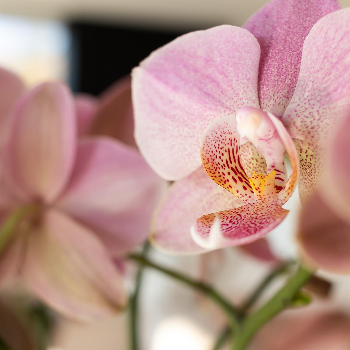 Kolibri Orchids | altrosa Phalaenopsis-Orchidee - Jewel Treviso - Topfgröße Ø9cm | blühende Zimmerpflanze - frisch vom Züchter
