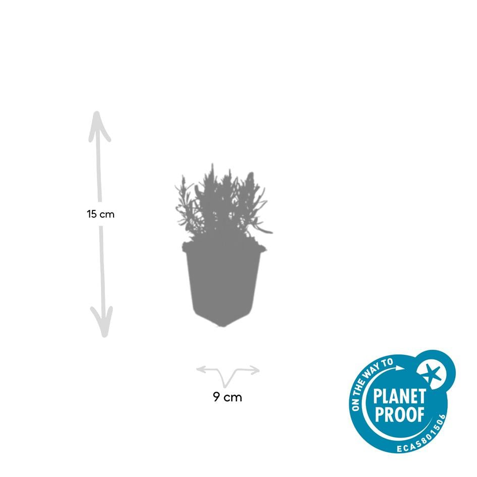 Lavendel Lavandula angustifolia 'Munstead' – ↕10-25cm – Ø9cm – 6 Pflanzen – Kompakter Duft-Lavendel, Tiefviolette Blüten, Bienenfreundlich, Winterhart, Pflegeleicht