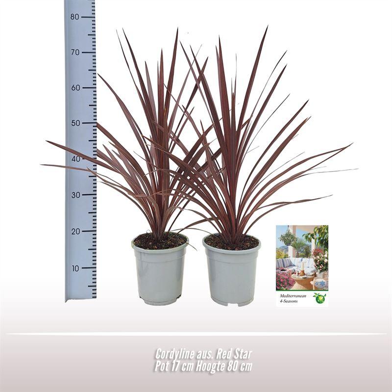 Cordyline australis ‘Red Star’ – Keulenlilie – Zierpflanze – 80 cm hoch – Ø17 cm Topf – Exotische Kübelpflanze für Garten & Zuhause – Pflegeleicht & robust