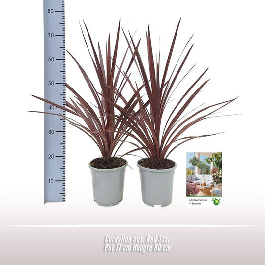 Cordyline australis ‘Red Star’ – Keulenlilie – Zierpflanze – 80 cm hoch – Ø17 cm – Exotische Kübelpflanze für Garten & Zuhause – Pflegeleicht & robust