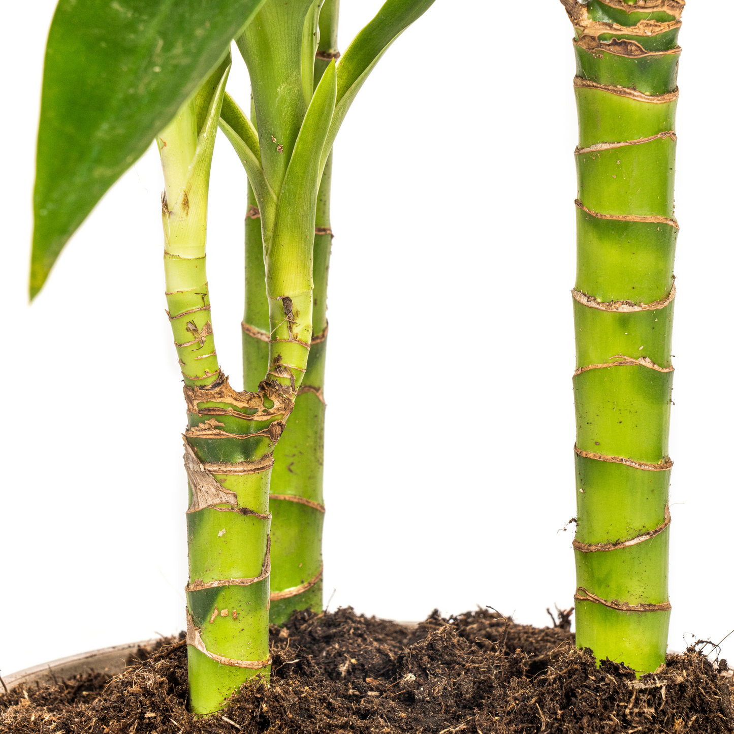 Drachenbaum - Dracaena Deremensis Lisa – Zimmerpflanze – Ø21cm – Höhe 90–110cm – Dunkelgrüne, glänzende Blätter – Pflegeleicht & stilvoll – Für Wohnzimmer & Büro