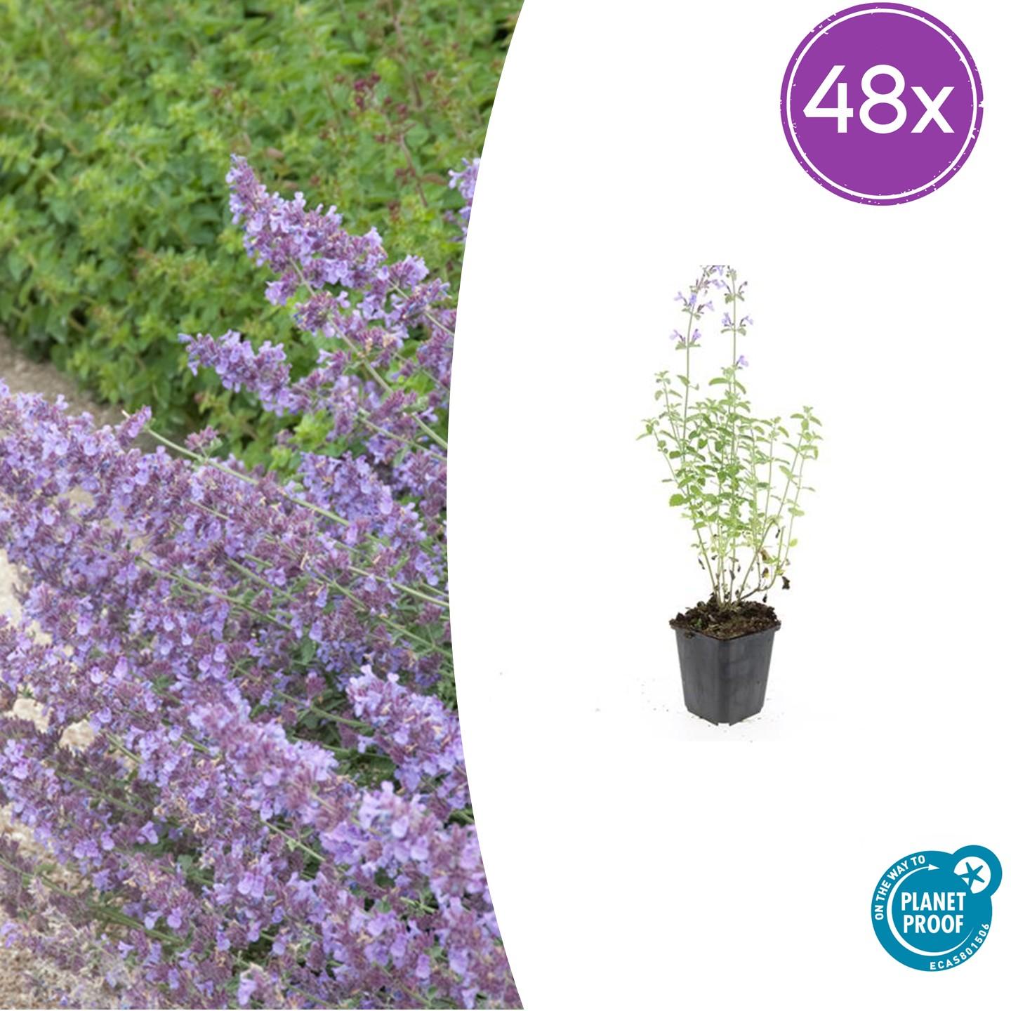 Nepeta ‘Walker’s Low’ – 48 Pflanzen – ↕10-25cm – Ø9cm – Lavendelblau – Aromatisches Laub – Pflegeleicht – Sonne – Bienen & Schmetterlinge