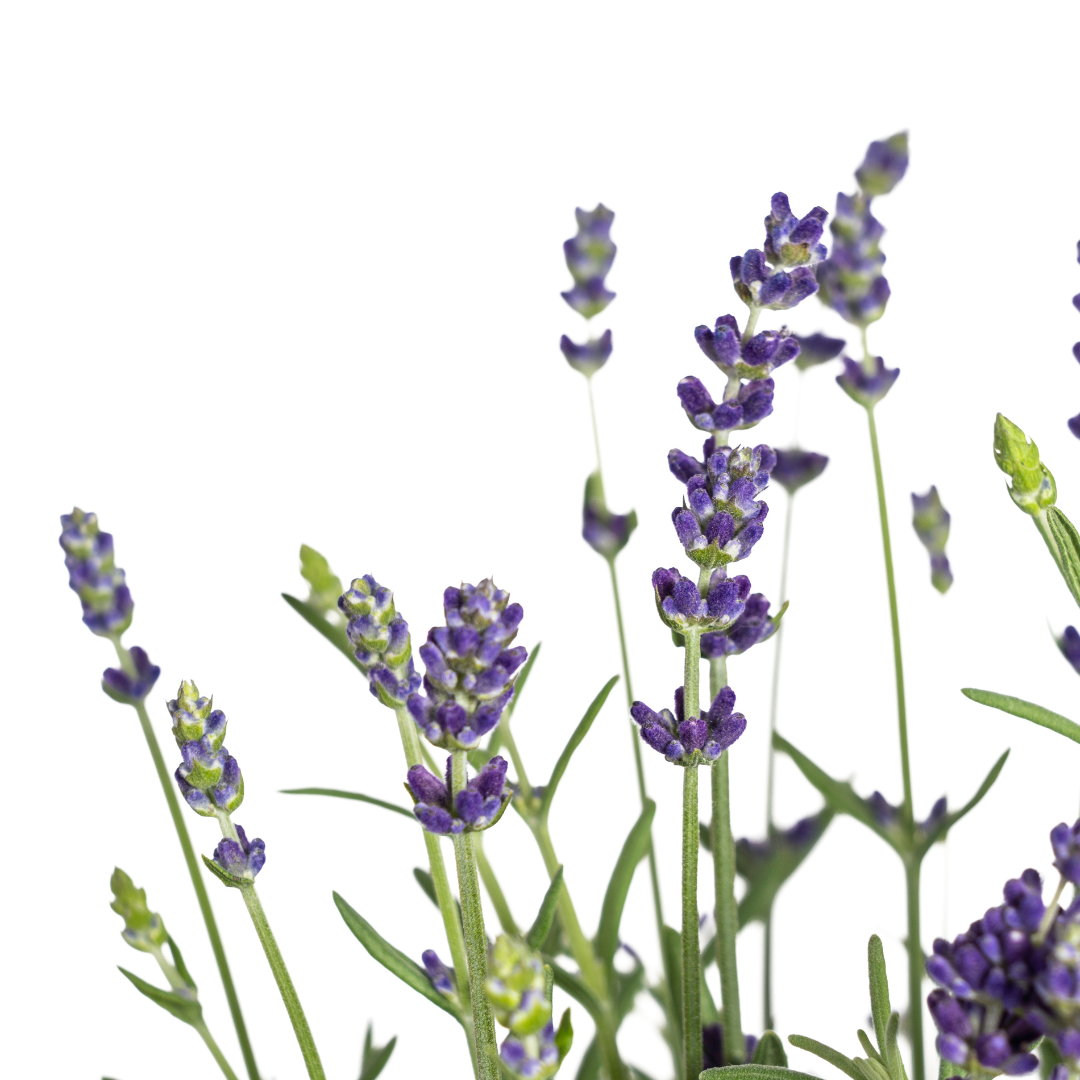 Echter Lavendel – Lavandula angustifolia – Ø13cm – ↕30–40cm – 8 Pflanzen – Duftende, bienenfreundliche Gartenpflanze – Für Beet, Balkon & Terrasse – Winterhart & pflegeleicht