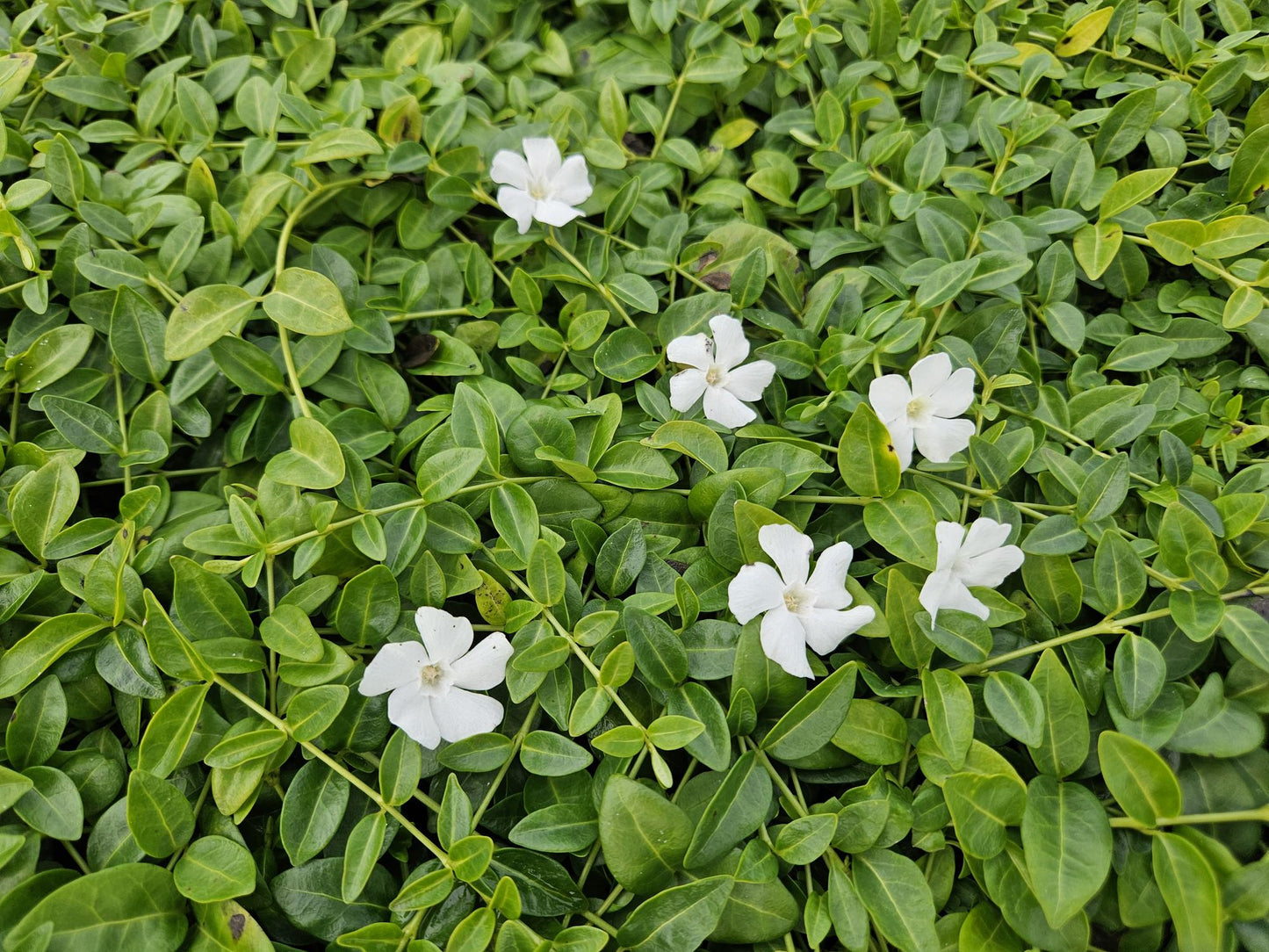 Vinca minor 'Gertrude Jekyll' – 24 Pflanzen – Immergrüner Bodendecker – Weiß blühend – Tiefgrüne Blätter – 10–25 cm – Ø9 cm – Schattentolerant & pflegeleicht