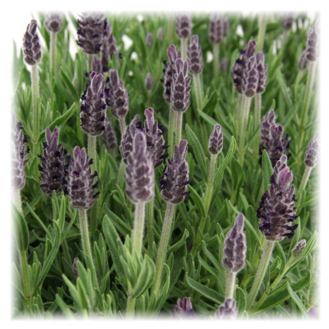 Echter Lavendel - Lavandula stoechas Anouk® - 12 cm Topf - Schopflavendel - 6 Stück