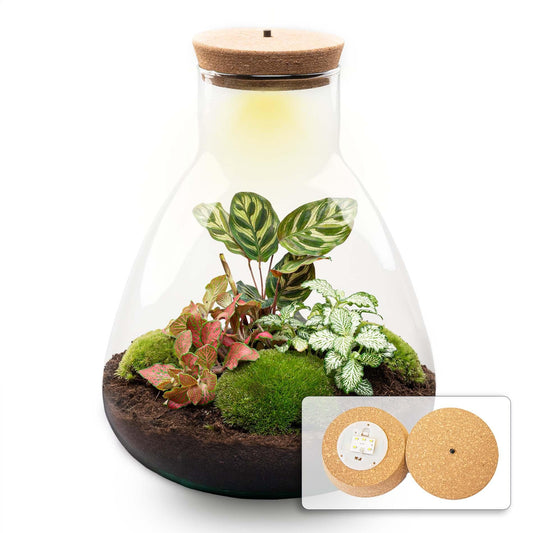 Flaschengarten Sam Calathea mit LED – DIY Bausatz Terrarium – ↕30cm – Do-It-Yourself Pflanzen-Set – Autarkes Mini-Ökosystem – Inkl. Calathea, Fittonia & Moos – Für Zuhause & Büro