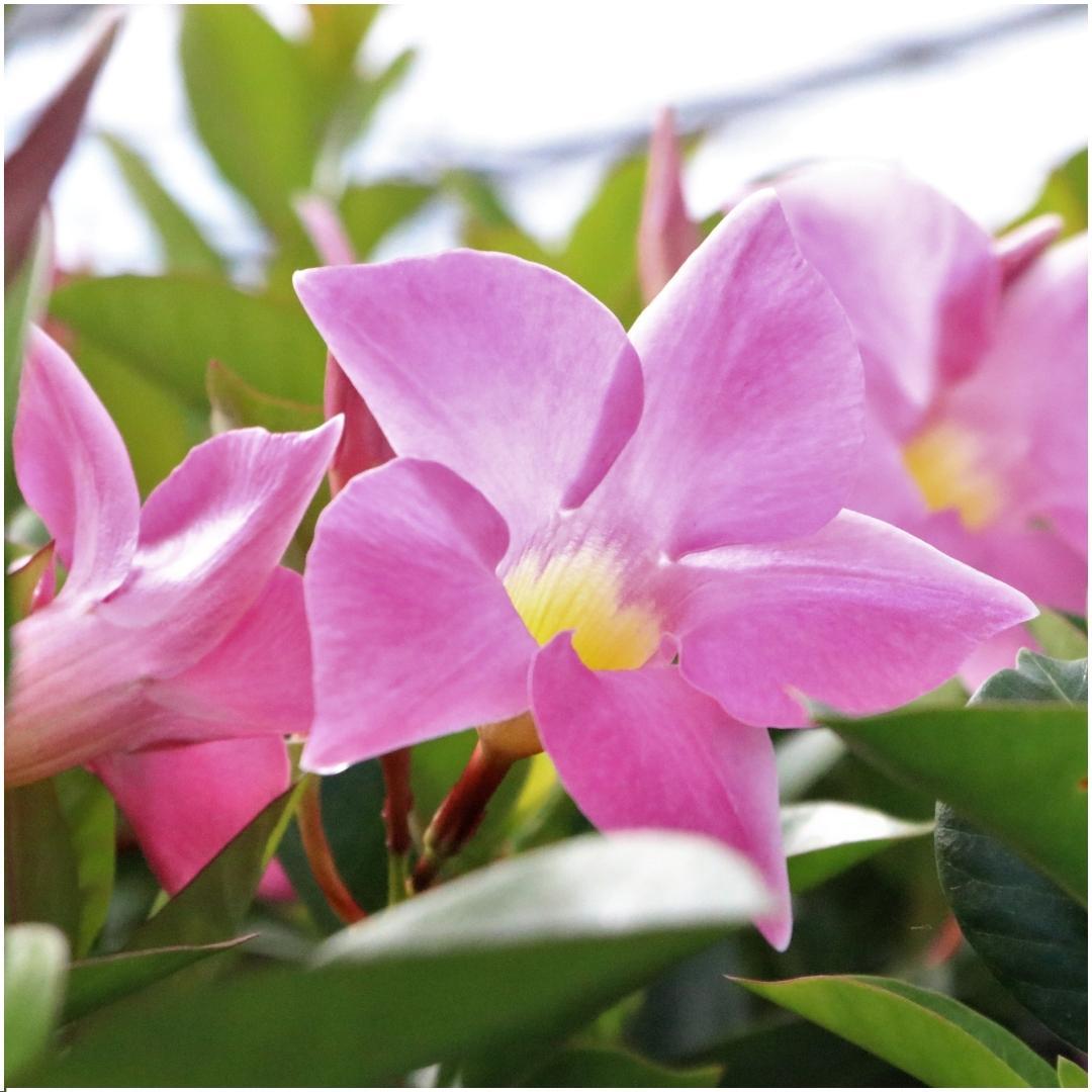 Kletterpflanze - Dipladenia Pink - Mandevilla Pink - Ø12 cm - ↕25 cm - 6 Stück