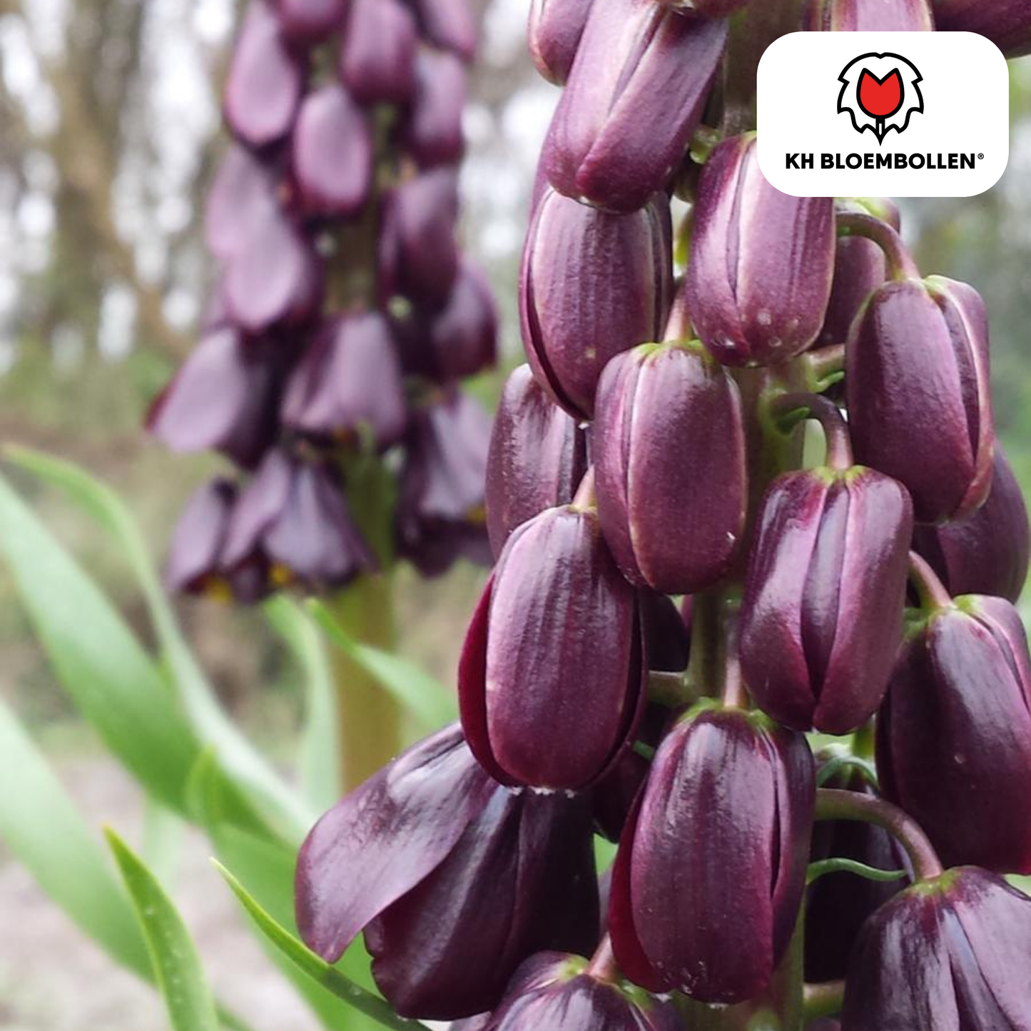 Fritillaria imperialis 'Purple Favorite' – Kaiserkrone – 5 Blumenzwiebeln – ↕80-100cm – tief violett-purpur – imposante Frühlingsblüher & Rarität für den Garten