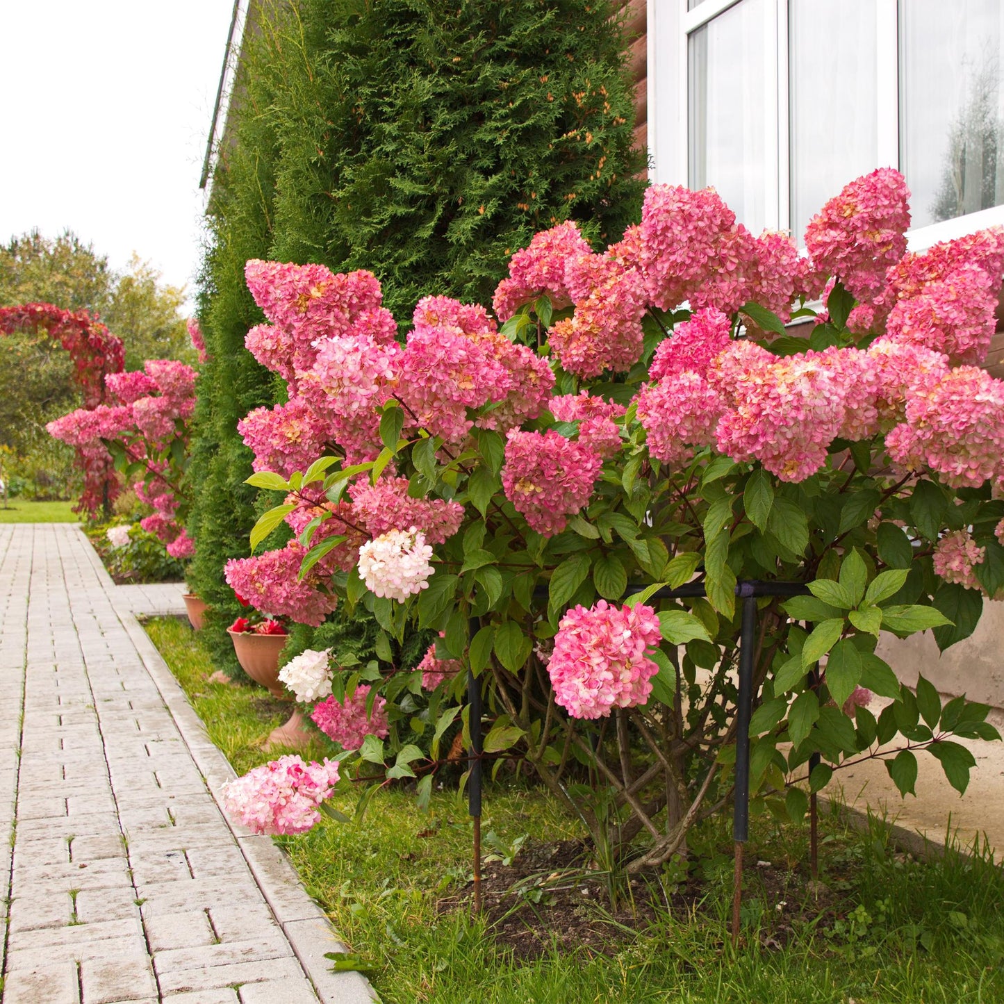 Rispenhortensie – Hydrangea panniculata Vanille Fraise – Blüte Weiß-Rosa – Laubabwerfend – Große Blüten – 17cm – Höhe ca. 50cm