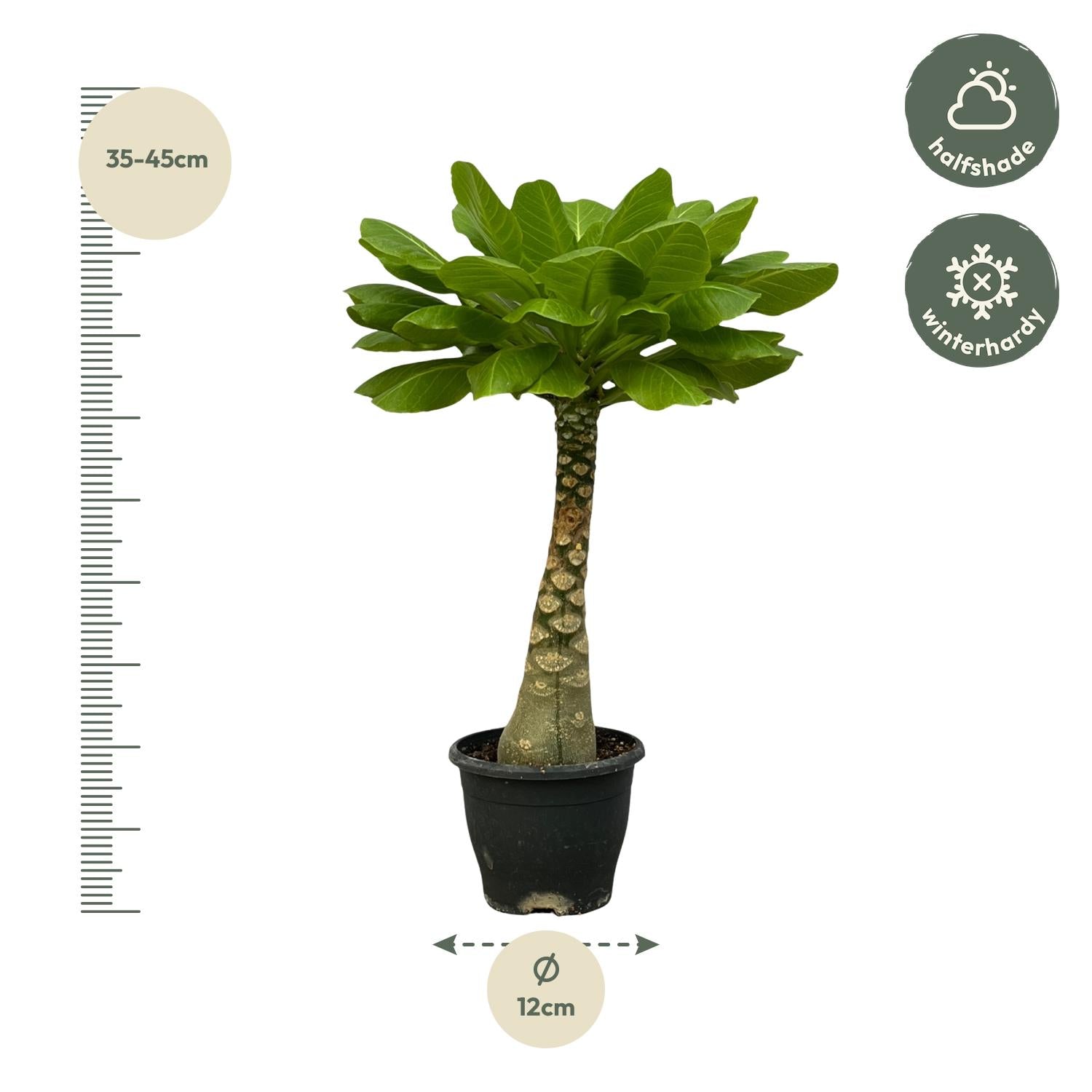 Vulkanpalme Brighamia insignis – Zimmerpflanze 25cm hoch – Ø12cm – Tropische Rarität mit glänzenden Blättern – Pflegeleicht & dekorativ – Auch bekannt als Hawaiianische Palme