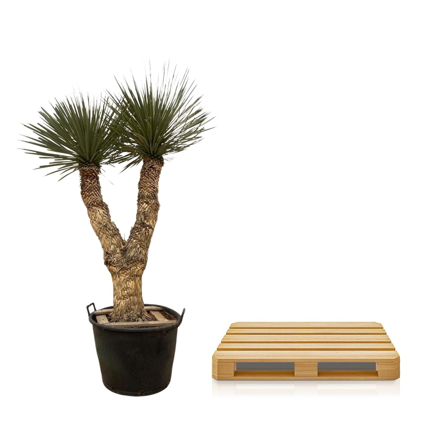 Palmlilie - Yucca Rostrata Hidra - 200 cm - ø60cm
