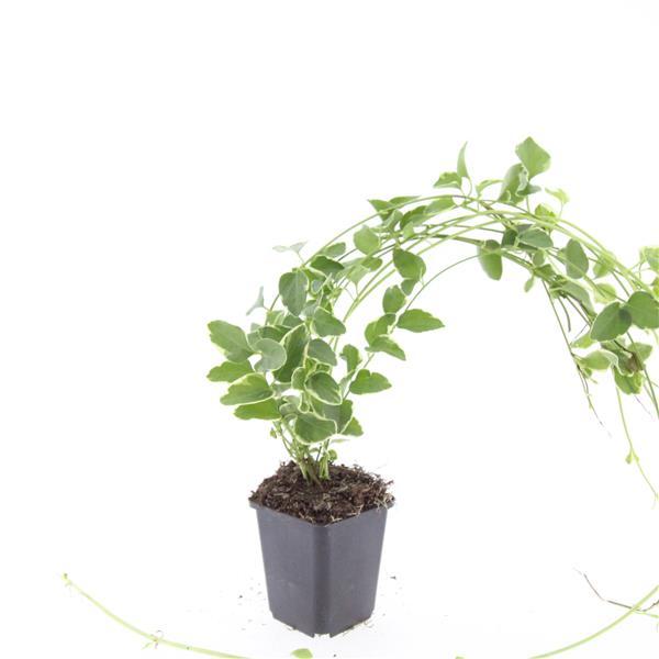 Vinca major 'Variegata' – 48 Pflanzen – immergrüner Bodendecker mit cremeweiß gerandeten Blättern – winterhart & pflegeleicht