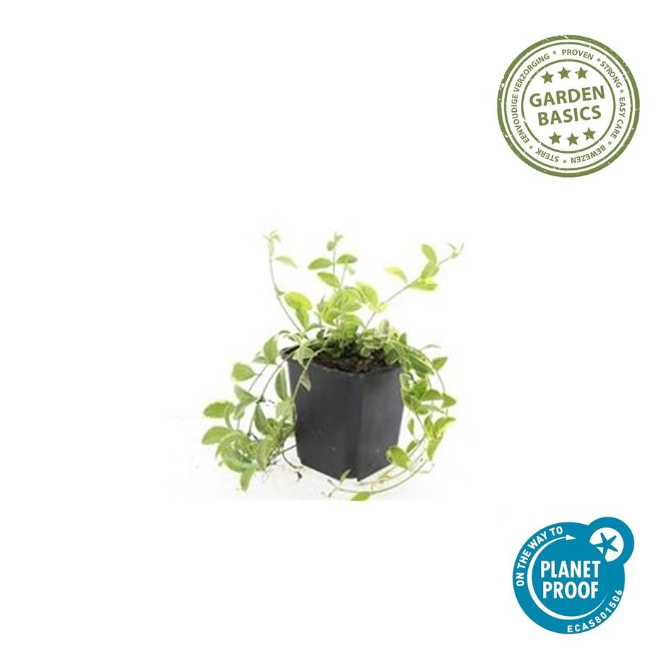 Vinca minor 'Aureovariegata' – 24 Pflanzen – Immergrüner Bodendecker – Violette Blüten – Grün-goldenes Laub – 10–25 cm – Ø9 cm – Schattentolerant & pflegeleicht
