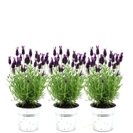 Französischer Lavendel Lavandula stoechas Anouk – Duftender Schopflavendel – 13cm Dekotopf 'Old Look' – 3 Pflanzen – Winterhart & Pflegeleicht