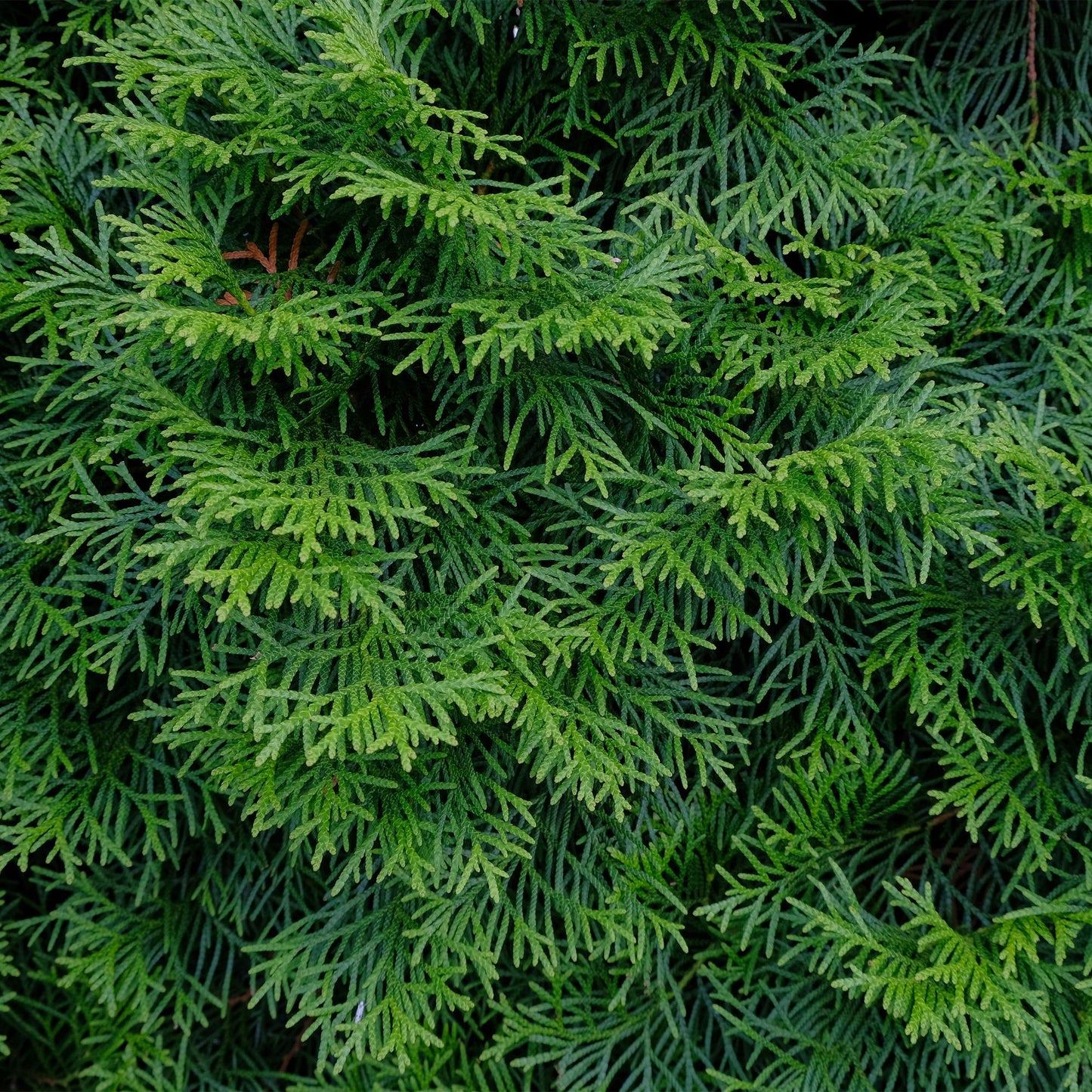 Lebensbaum - Thuja occidentalis Smaragd - Hecke - Blatt grün - 8 Pflanzen - 1 laufender Meter - immergrün - Topf 9cm Höhe 30-35cm