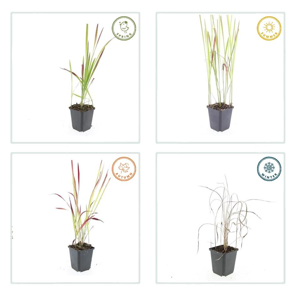 Japanisches Blutgras Imperata cylindrica 'Red Baron' – ↕10-25cm – Ø9cm – 60 Pflanzen – Ziergras, Rote Blattspitzen, Winterhart, Pflegeleicht, Beet & Kübel