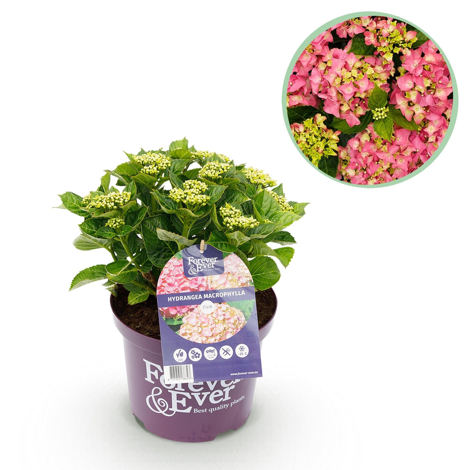Hortensie Hydrangea macrophylla Forever & Ever Rosa – Balkonpflanze – 7-12 Blüten – Topf 23 cm – Höhe 55 cm – Langlebige Blüten – Für Beet, Terrasse & Balkon