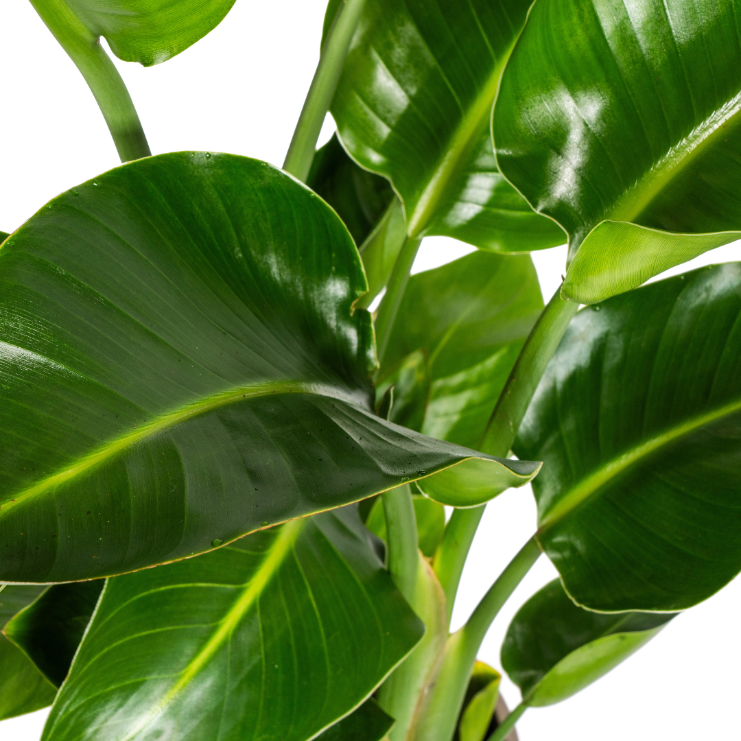 Baum-Strelitzie - Strelitzia Nicolai - Zimmerpflanze - Ø21cm - ↕90 - 110cm