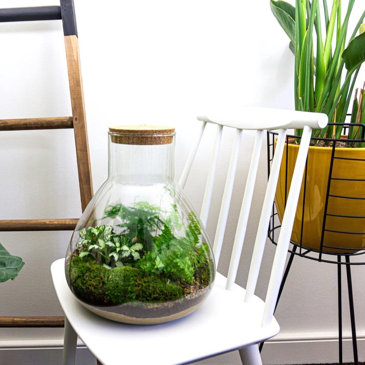 Flaschengarten - DIY Bausatz - Terrarium - Sam XL - ↕35cm