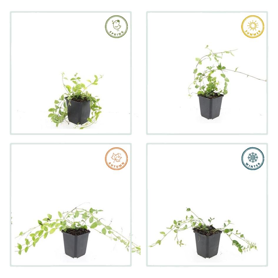 Vinca minor 'Aureovariegata' – 24 Pflanzen – Immergrüner Bodendecker – Violette Blüten – Grün-goldenes Laub – 10–25 cm – Ø9 cm – Schattentolerant & pflegeleicht