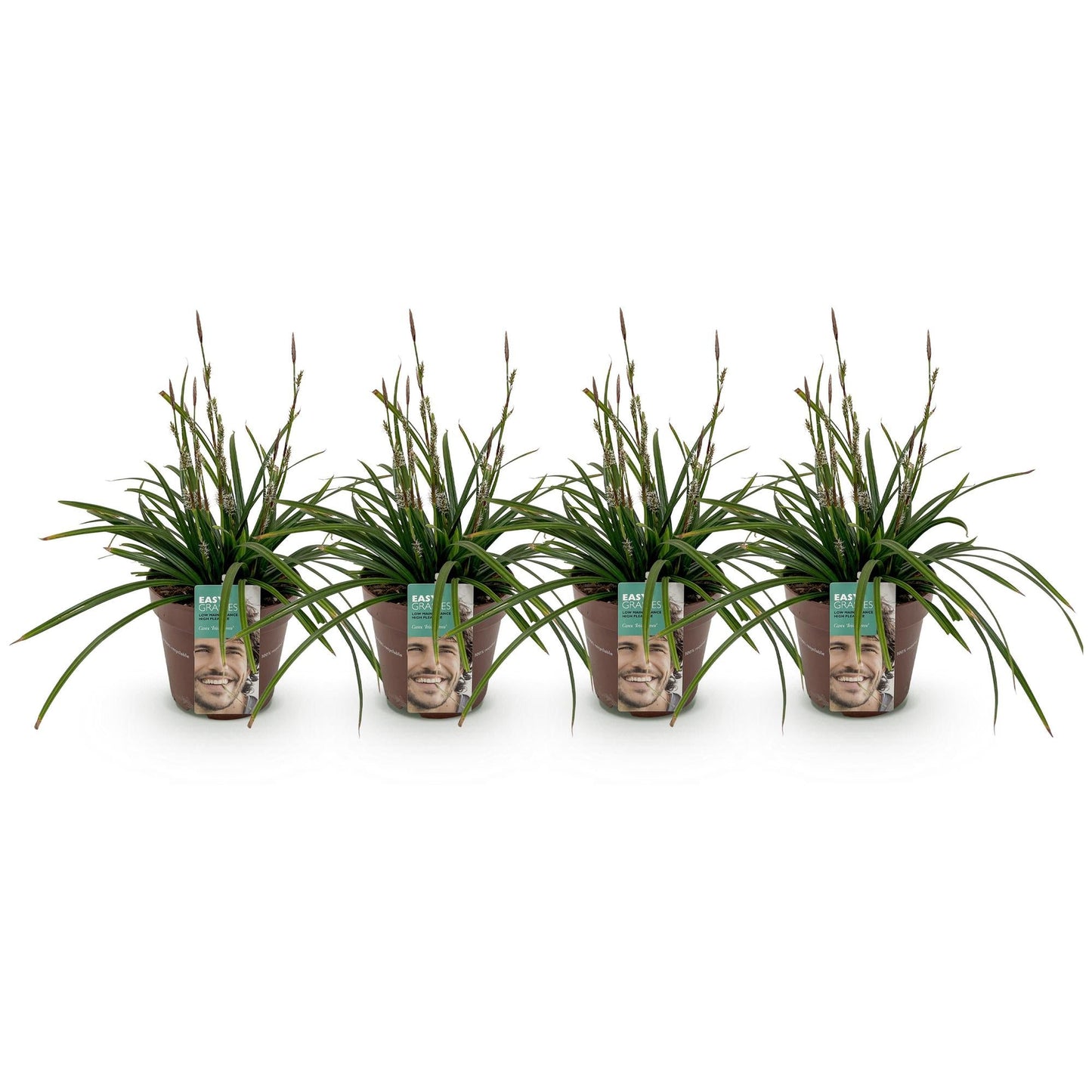 Japan-Segge - Ziergras - Carex morrowii Irish Green - Grün & Gelb - 4 Pflanzen - Immergrün - Pflegeleicht - 17cm Höhe 50cm
