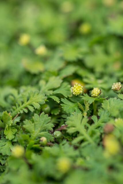 Fiederpolster - Leptinella squalida - ↕10-25cm - Ø9cm - 60 Stück – Immergrüner Bodendecker – Farnartige Blätter – Schattentolerant & Pflegeleicht