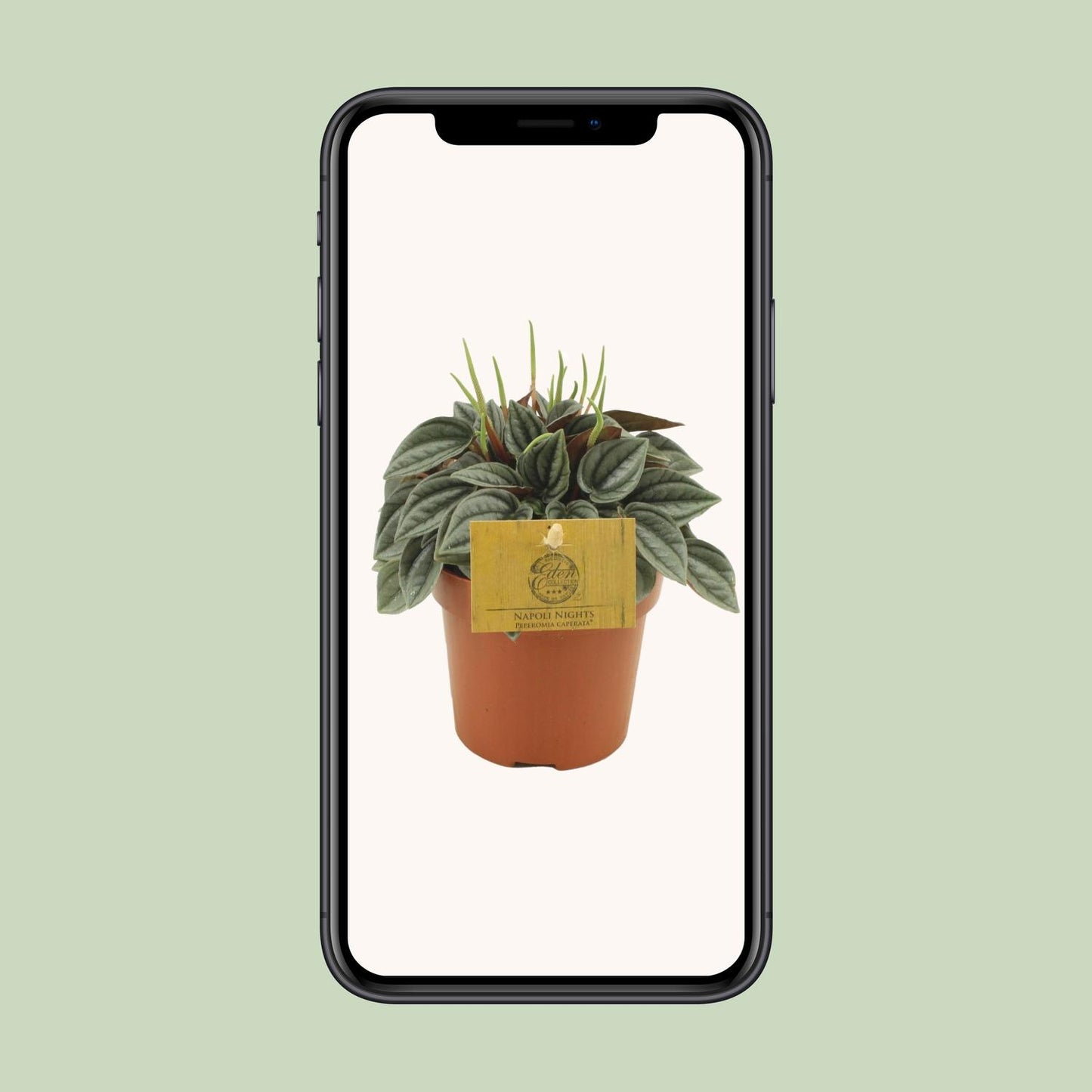 Sukkulente - Peperomia Napoli Nights - Zimmerpflanze - Ø10,5cm - ↕15cm