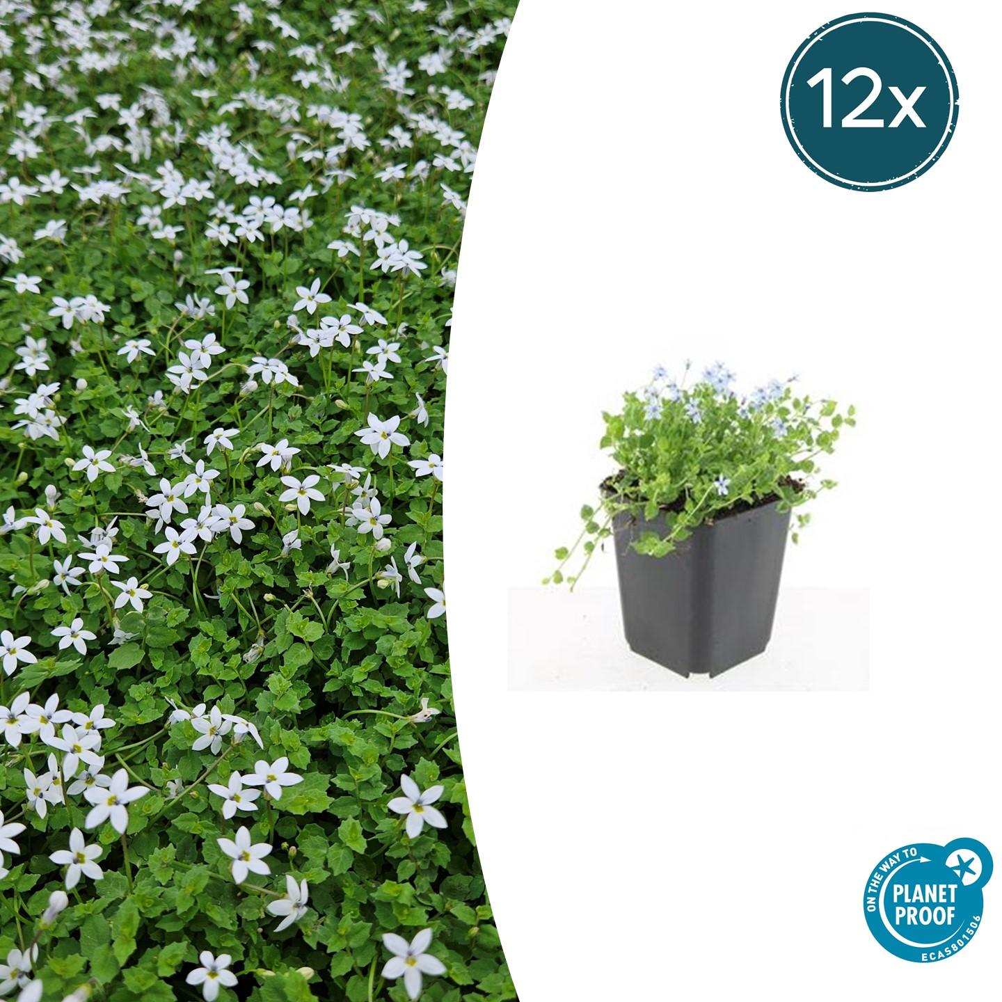 Weißer Bubikopf – Isotoma fluviatilis 'Alba' – 12 Pflanzen – Ø9 cm-Topf – Bodendecker mit weißen Blüten – Winterhart & trittfest – Polsterpflanze für Garten & Beet