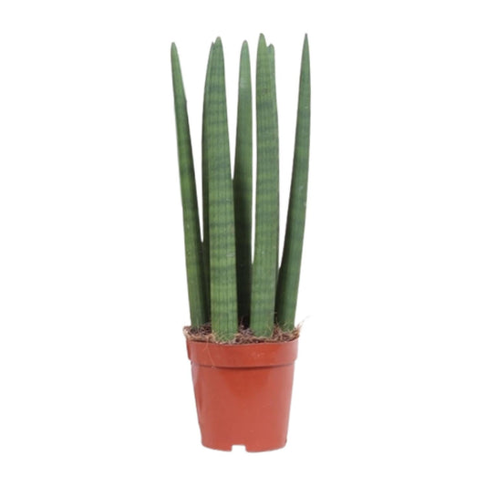 Schwiegermutterzunge – Sansevieria Straight – Zimmerpflanze – Ø12 cm Topf – Ca. 40 cm hoch – Pflegeleicht & luftreinigend – Ideal für kleine Räume & halbschattige Standorte