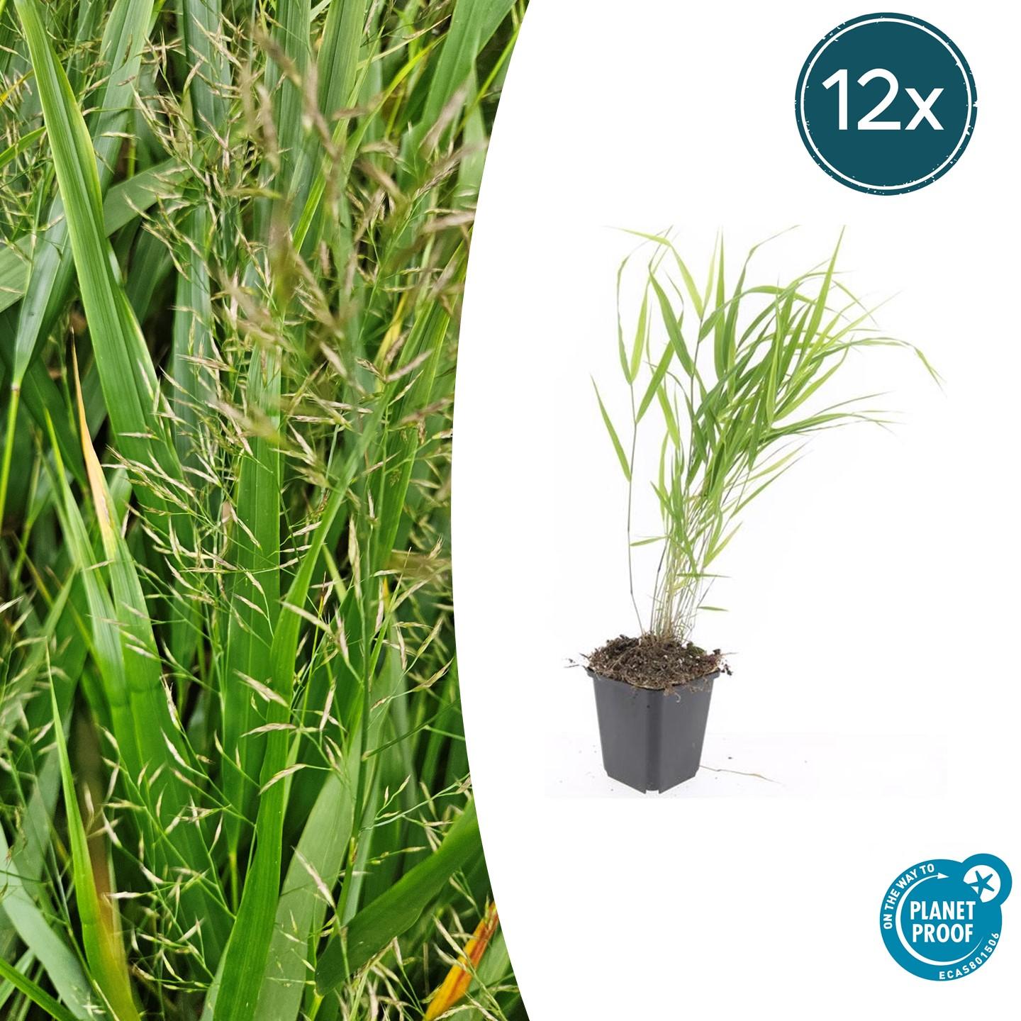 Japan-Zwergschilf Hakonechloa macra – ↕10-25cm – Ø9cm – 12 Pflanzen – Elegantes, schattentaugliches Ziergras für Beete & Bodendecker – Winterhart & pflegeleicht