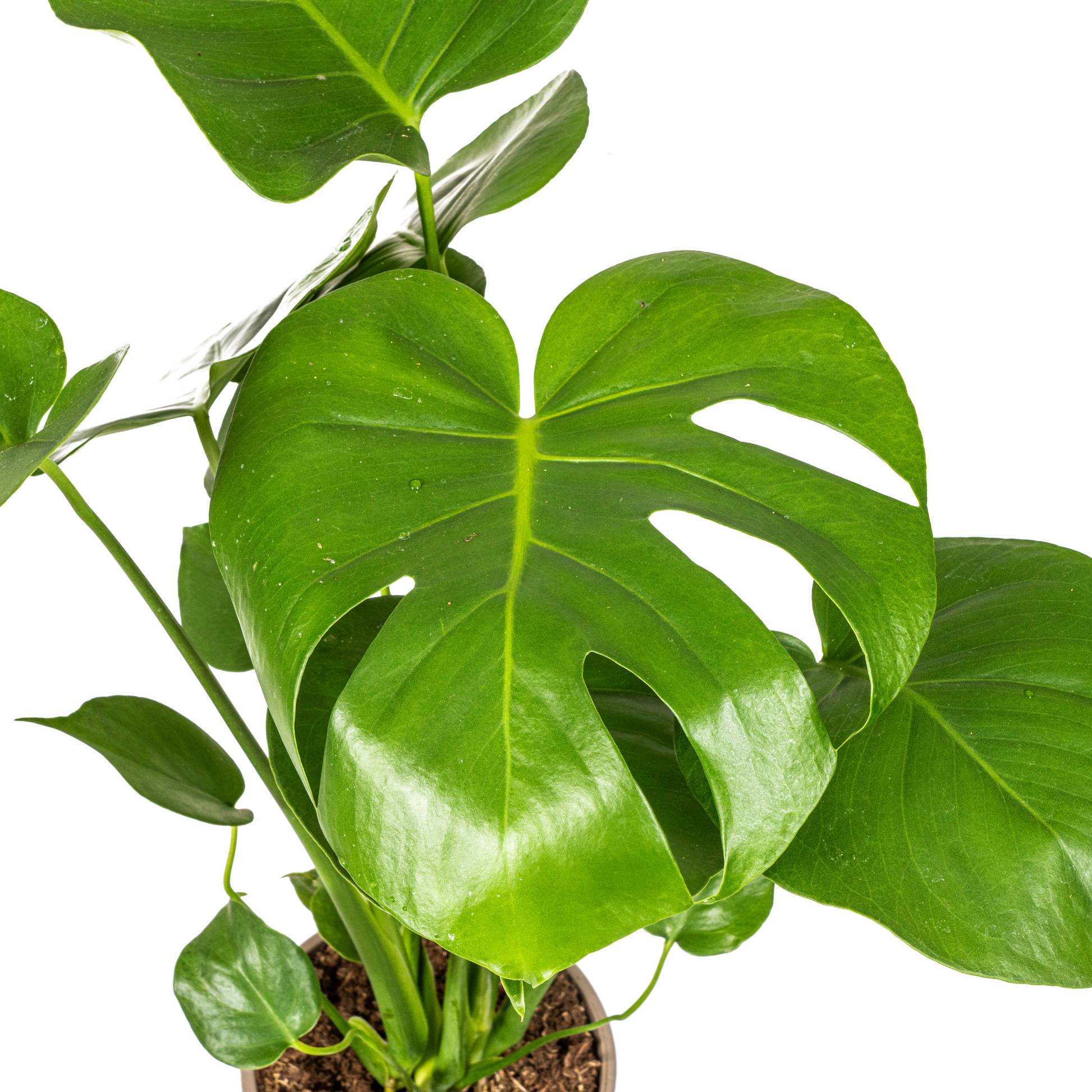 Fensterblatt Monstera Deliciosa Tauerii – Zimmerpflanze – Ø17cm – 50–70cm hoch – üppige, grüne Kletterpflanze