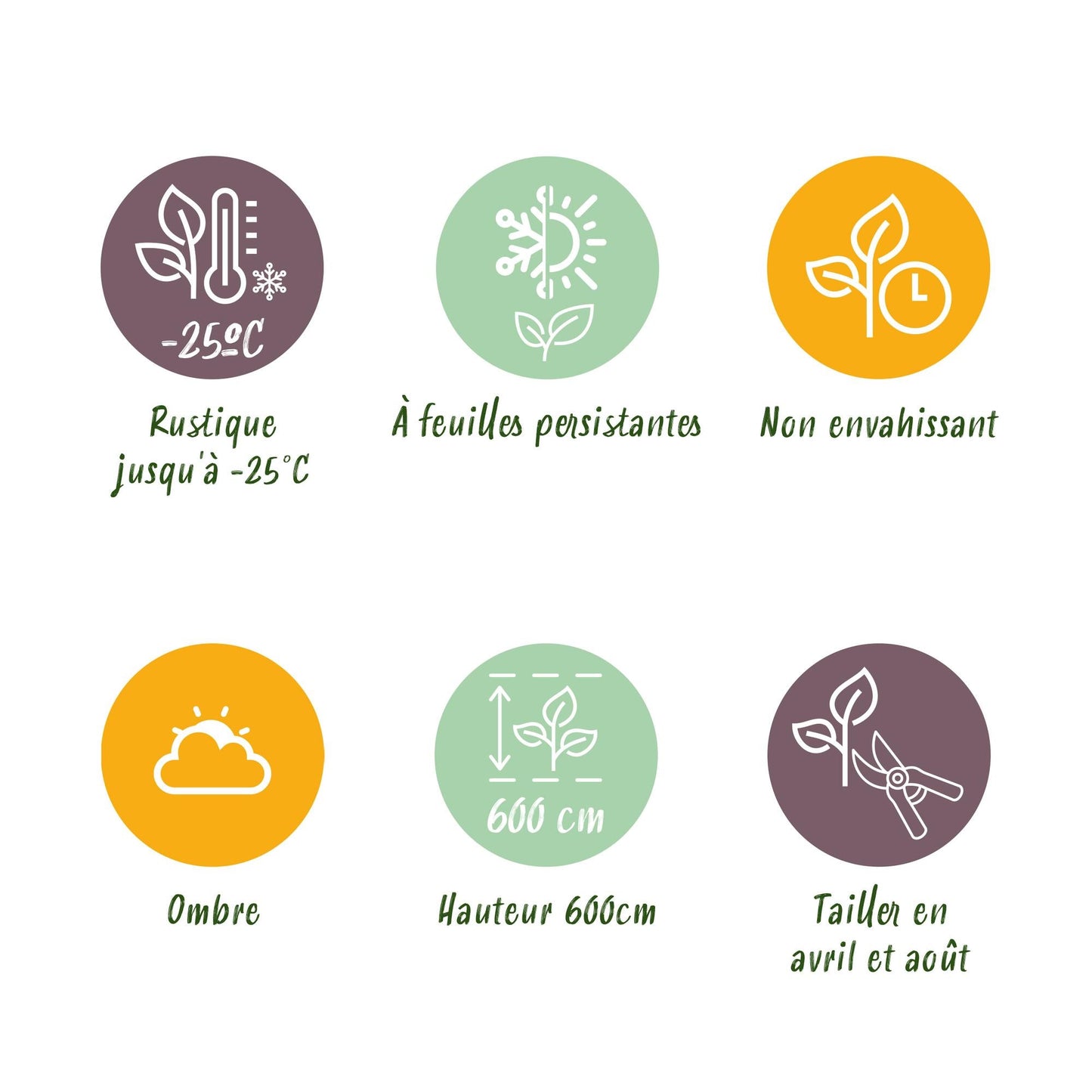 Leyland-Zypresse Cupressocyparis leylandii – Immergrüne Heckenpflanze – 8 Pflanzen – 1 m – 9 cm Höhe 35–40 cm – Schnellwachsend & Pflegeleicht