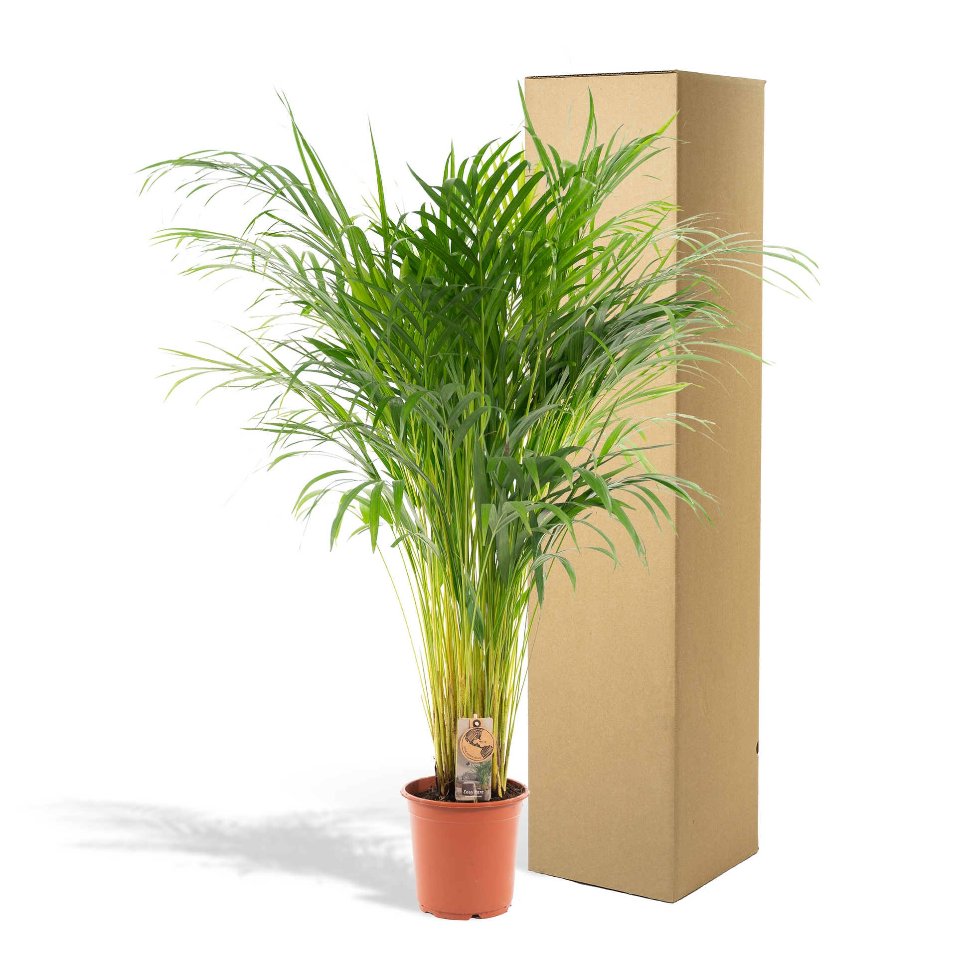 Goldfruchtpalme Areca – Zimmerpflanze Ø21cm – 110cm hoch – Luftreinigende tropische Palme für gesundes Raumklima – frisch aus der Baumschule