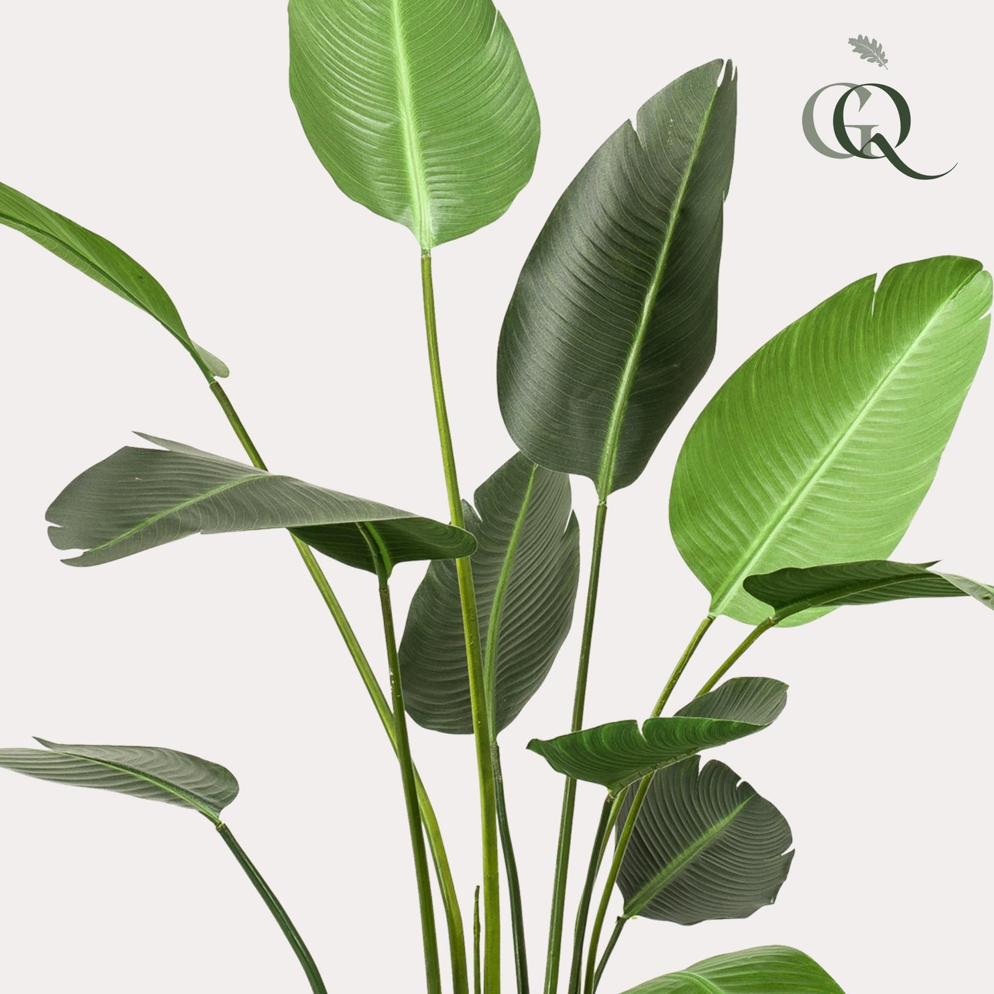 Kunstpflanze - Strelitzia Nicolai - Paradiesvogelblume - Zimmerpflanze - 230cm