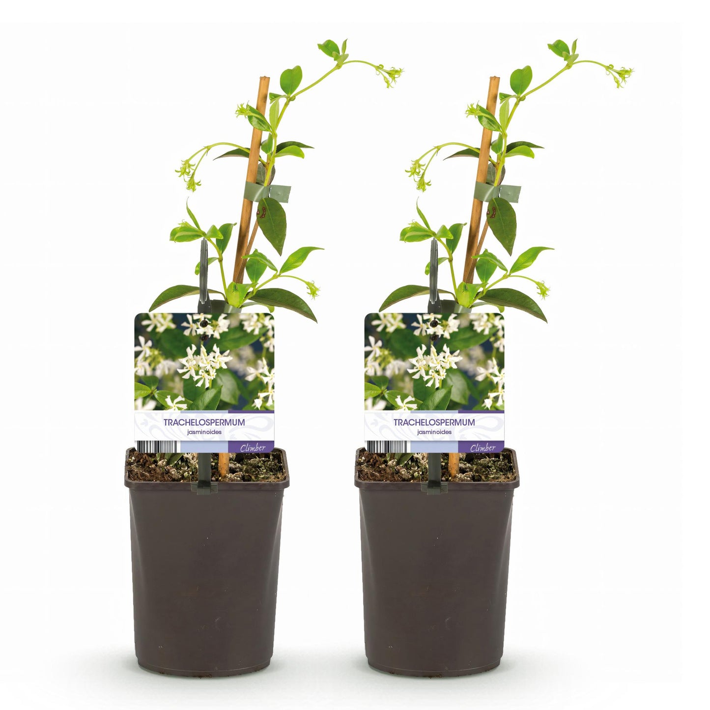 Toskanischer Sternjasmin - Trachelospermum jasminoides - Immergrün - 2 Pflanzen - 11cm Höhe 40cm