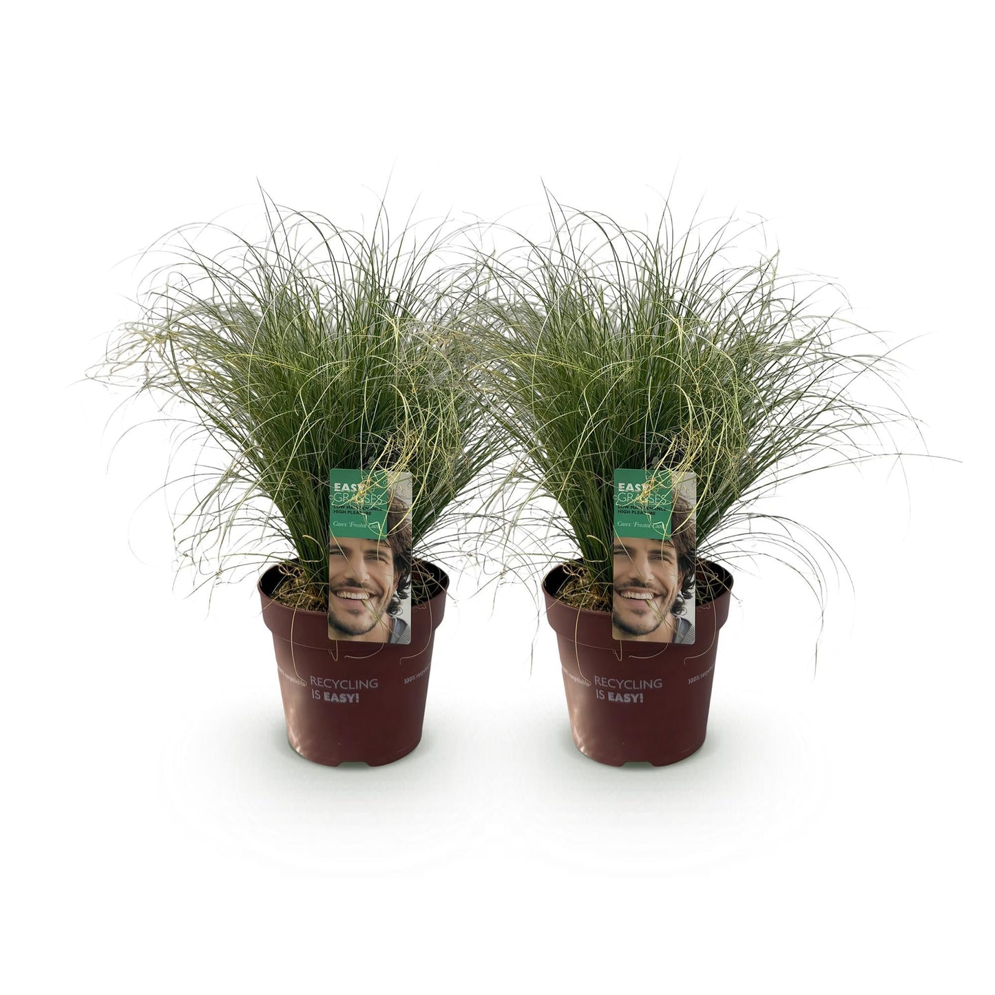 Neuseeland Segge Carex comans Frosted Curls – 2 Pflanzen Ø17cm – Immergrün – Pflegeleicht – Elegantes Ziergras mit silbernem Glanz – Höhe ca. 50cm