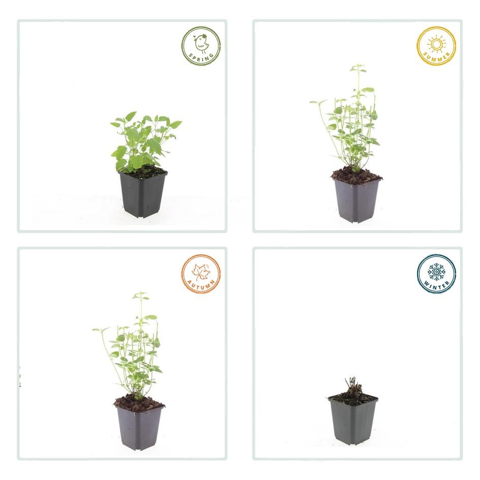 Asiatische Duftnessel – Agastache 'Black Adder' – 40 Pflanzen – Dunkelviolette Blütenähren & aromatisches Laub – Bienenfreundlich, winterhart & pflegeleicht – Höhe 10-25cm