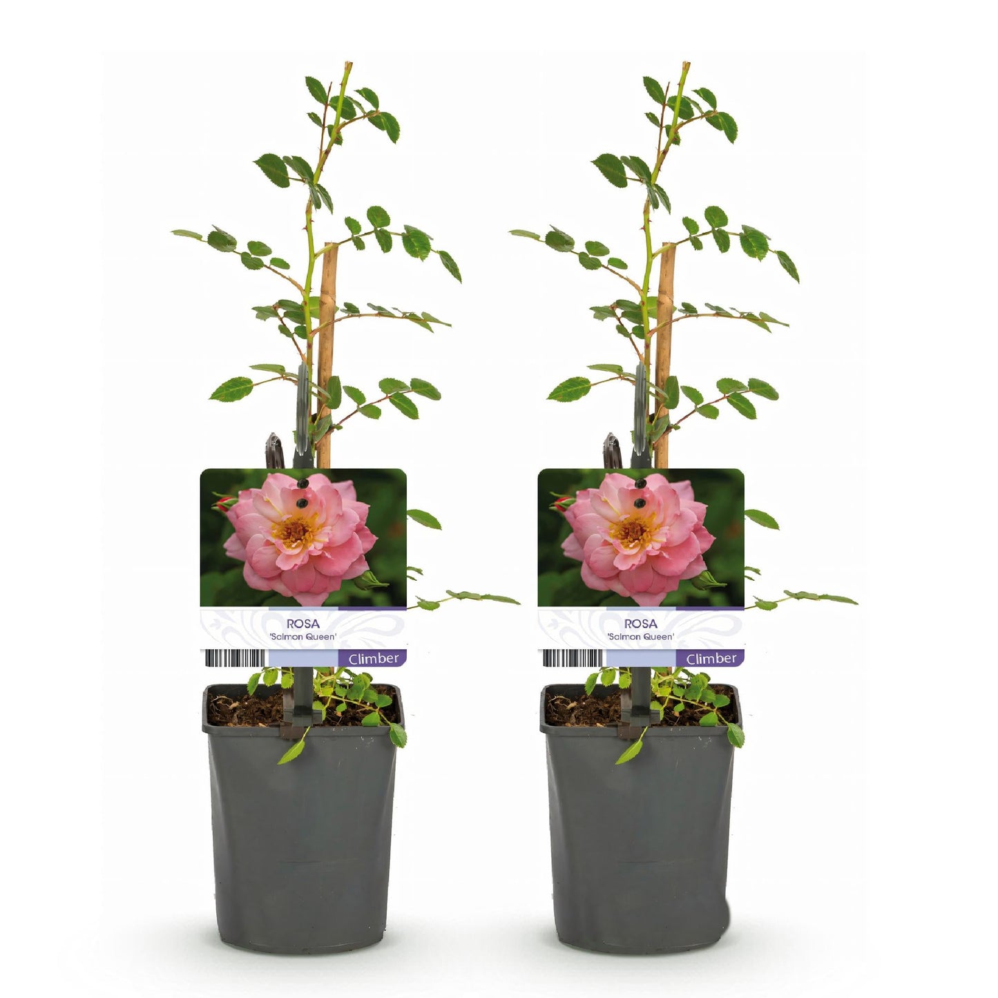 Kletterrose – Rosa Salmon Queen – Lachsrosa Blüten – 2 Pflanzen – 11cm – Höhe 40cm – Duftend & pflegeleicht – Blüte Juni bis Oktober