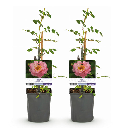 Kletterrose – Rosa Salmon Queen – Lachsrosa Blüten – 2 Pflanzen – 11cm – Höhe 40cm – Duftend & pflegeleicht – Blüte Juni bis Oktober