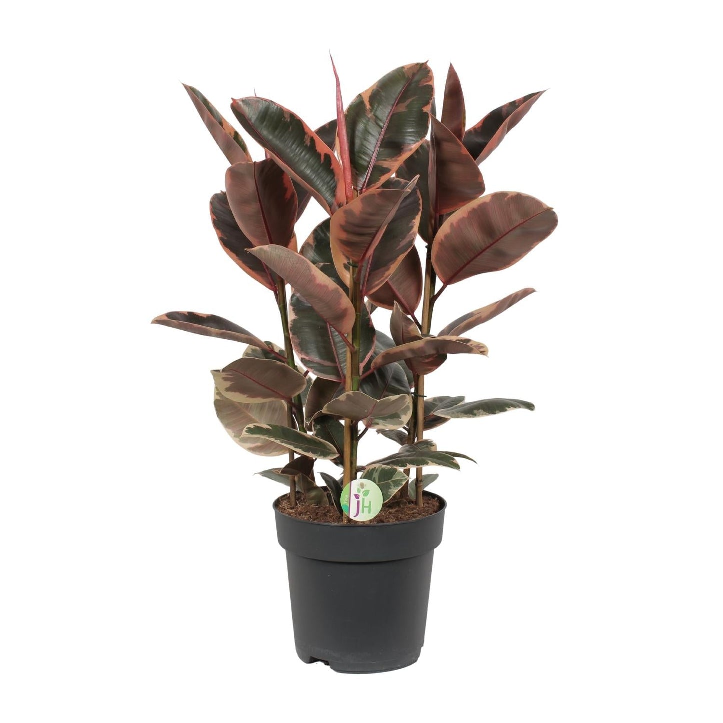 Ficus Belize – Zimmerpflanze – Ø27cm – ↕80cm – Bunter Gummibaum mit zweifarbigen Blättern – Pflegeleicht & dekorativ – Für helle Innenräume