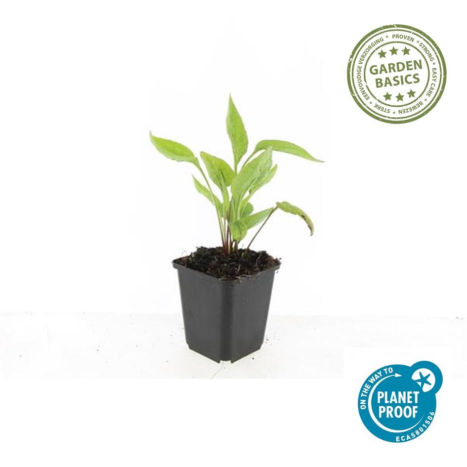 Scheinsonnenhut – Echinacea purpurea 'White Swan' – ↑10-25cm – Ø9cm – 60 Pflanzen – Weiße Blüten, pflegeleicht, bienenfreundlich, Sommerblüher